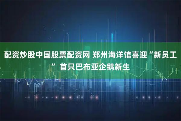 配资炒股中国股票配资网 郑州海洋馆喜迎“新员工” 首只巴布亚企鹅新生